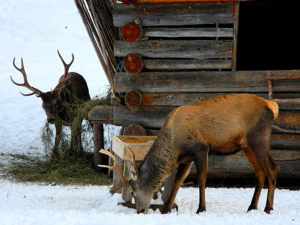 BSG Winter 2013 039.jpg